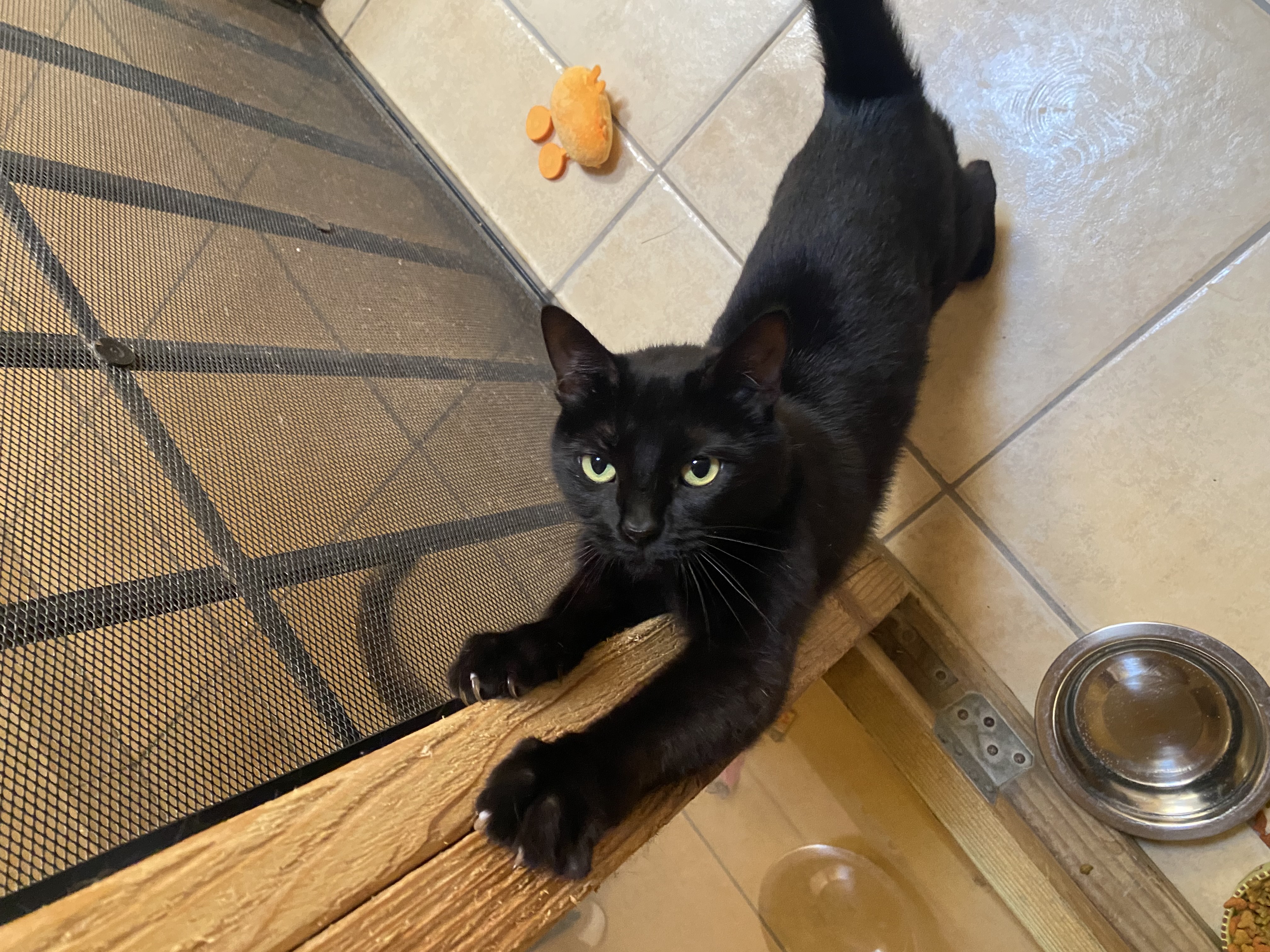 Hennessey, a Adoptable Domestic Short Hair in Nogales, AZ image 2/2