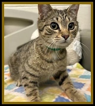 DAVID, Adoptable, Kitten Male Domestic Short Hair.