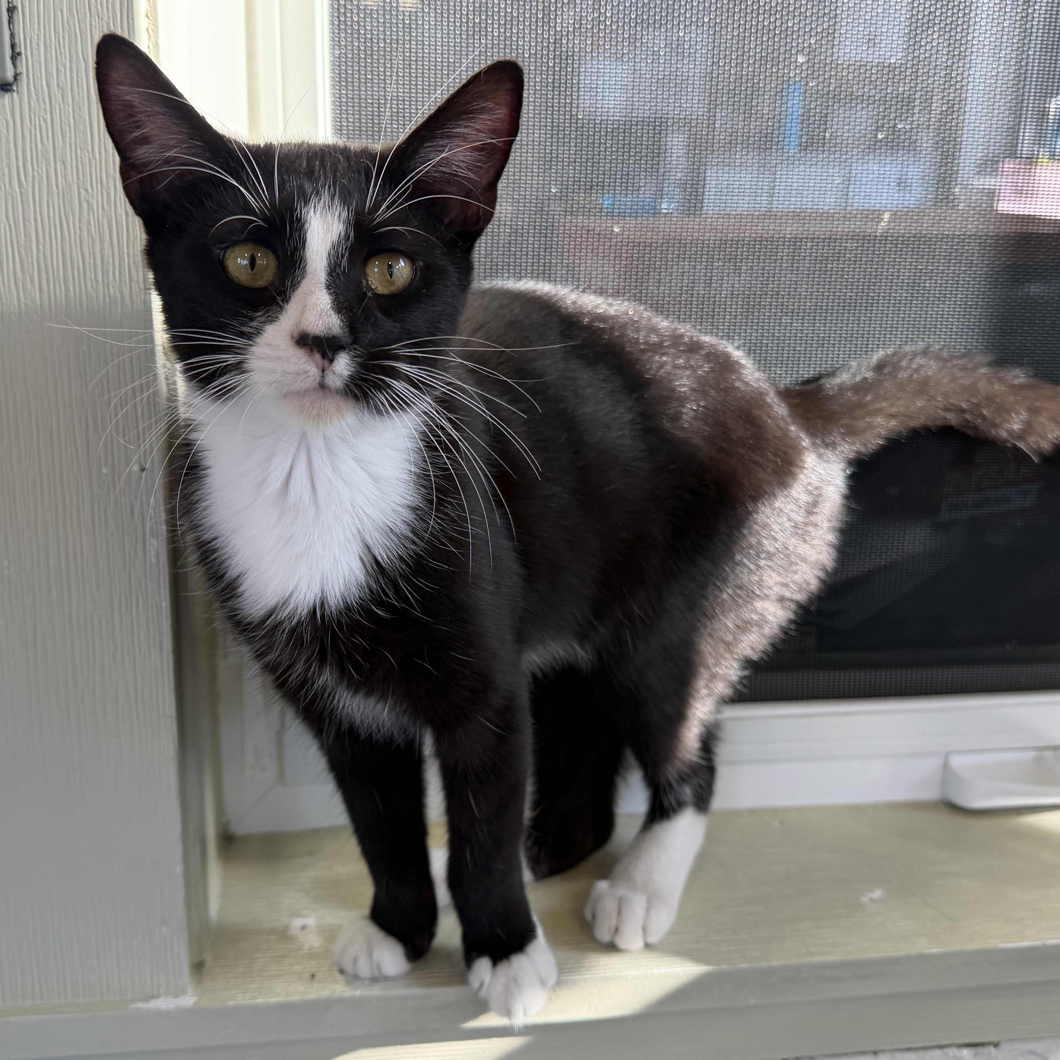 Enlarge Jonesey, a Adopted mixed breed in Latrobe, PA image 2/5