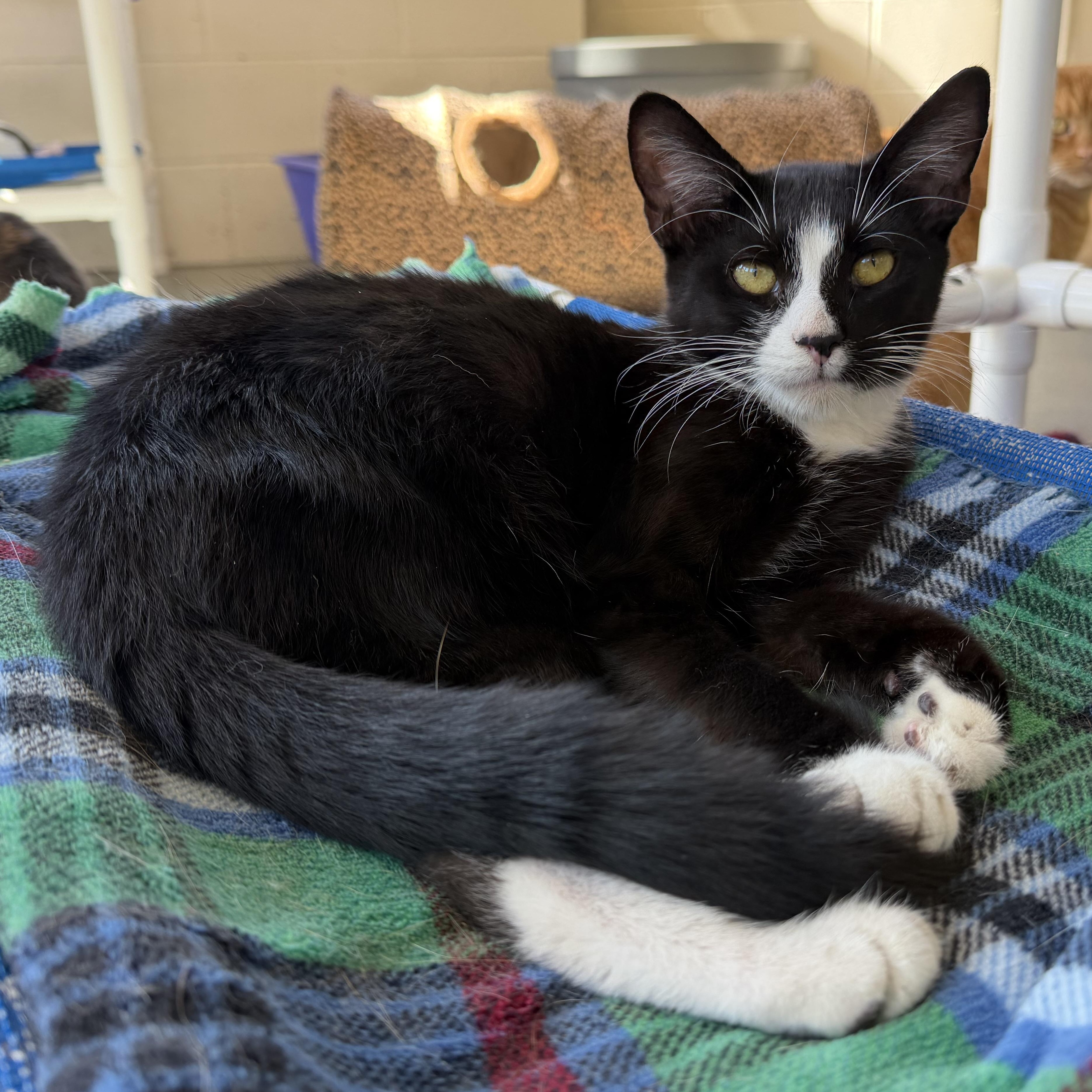 Enlarge Jonesey, a Adopted mixed breed in Latrobe, PA image 3/5
