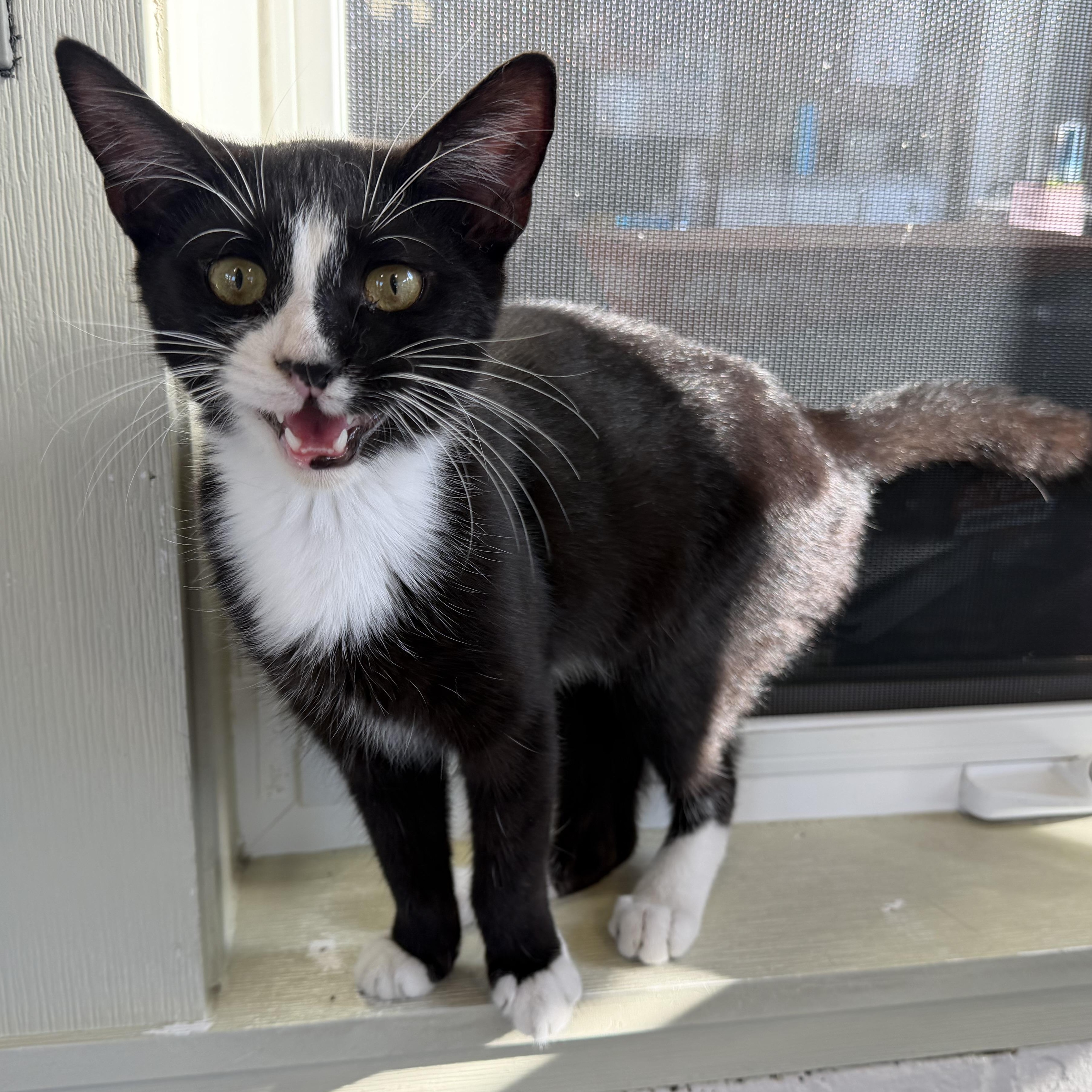 Jonesey, Adopted, Kitten Male Domestic Short Hair.