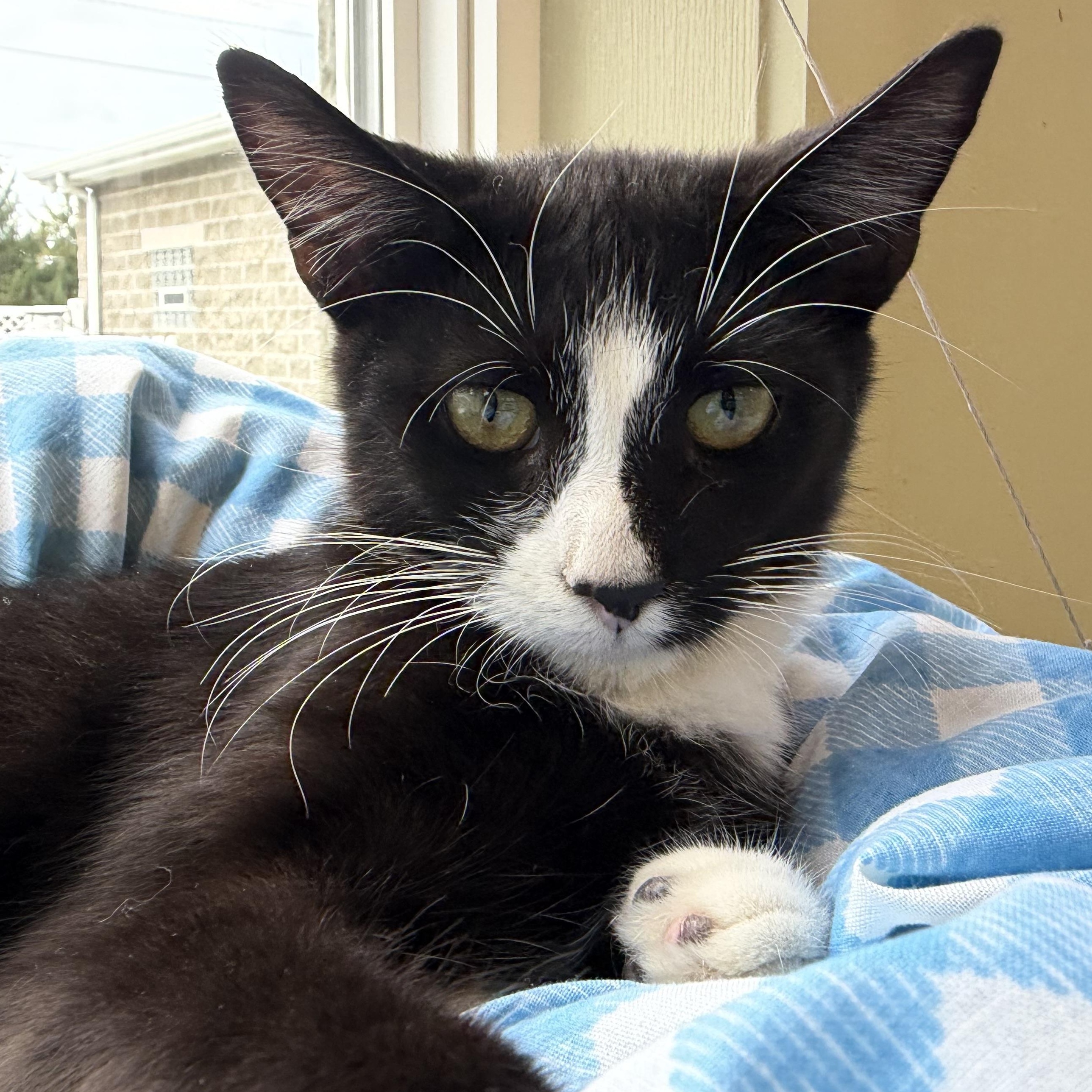 Enlarge Jonesey, a Adopted mixed breed in Latrobe, PA image 5/5