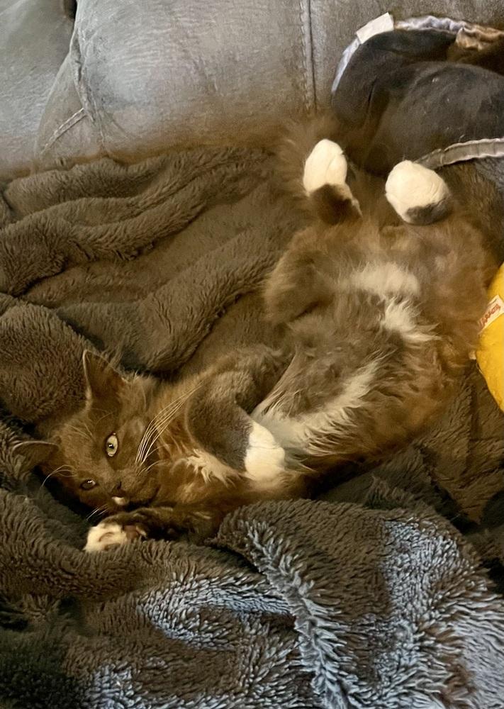 Enlarge Nimbus, a Adoptable Domestic Medium Hair in Wendell, NC image 1/5