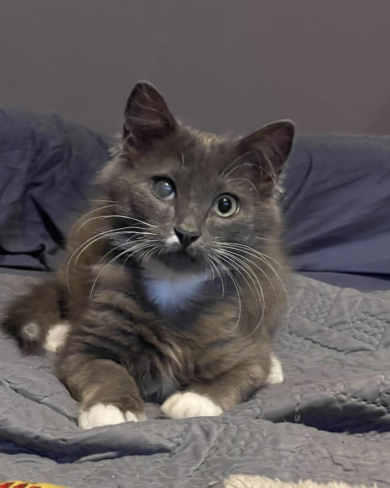 Enlarge Nimbus, a Adoptable Domestic Medium Hair in Wendell, NC image 2/5