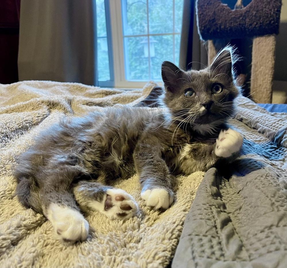 Enlarge Nimbus, a Adoptable Domestic Medium Hair in Wendell, NC image 3/5