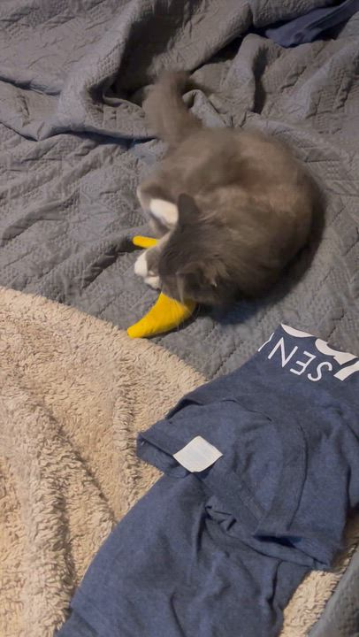 Enlarge Nimbus, a Adoptable Domestic Medium Hair in Wendell, NC video 5/5