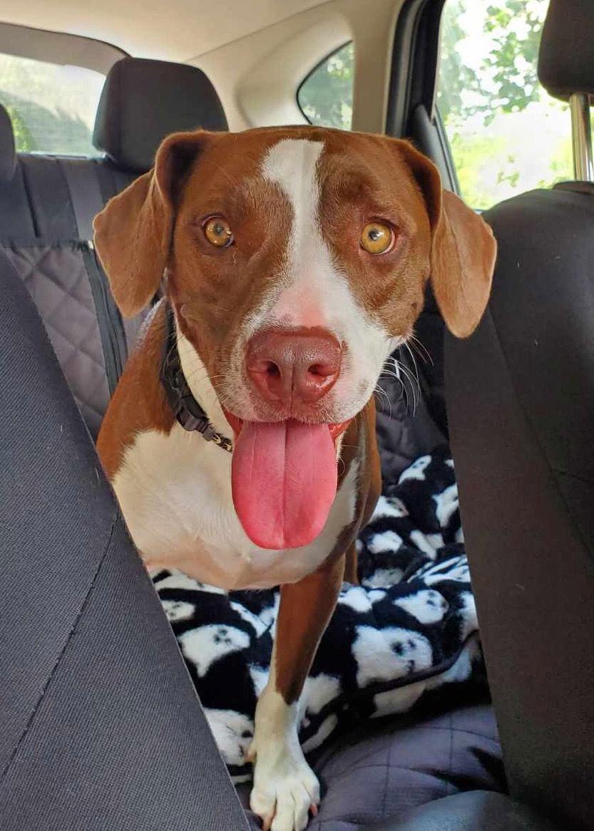 Molly, a Adopted mixed breed in Ridgefield, CT image 3/3