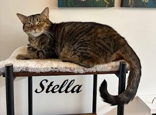 Stella - Come meet me at The Kitten Around Cat Lounge in Carthage!