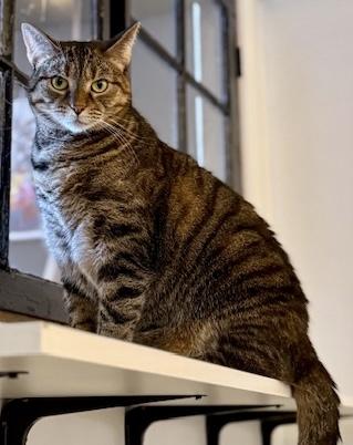 Stella - Come meet me at The Kitten Around Cat Lounge in Carthage!, a Adoptable Tiger in Southern Pines, NC image 1/6