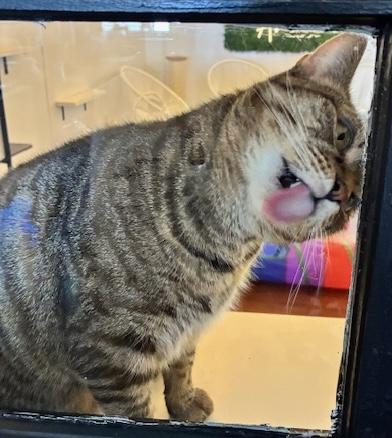 Stella - Come meet me at The Kitten Around Cat Lounge in Carthage!