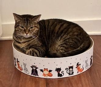 Stella - Come meet me at The Kitten Around Cat Lounge in Carthage!, a Adoptable Tiger in Southern Pines, NC image 3/6