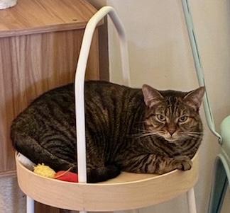 Stella - Come meet me at The Kitten Around Cat Lounge in Carthage!, a Adoptable Tiger in Southern Pines, NC image 6/6