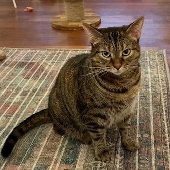 Stella - Come meet me at The Kitten Around Cat Lounge in Carthage!, a Adoptable Tiger in Southern Pines, NC image 4/6