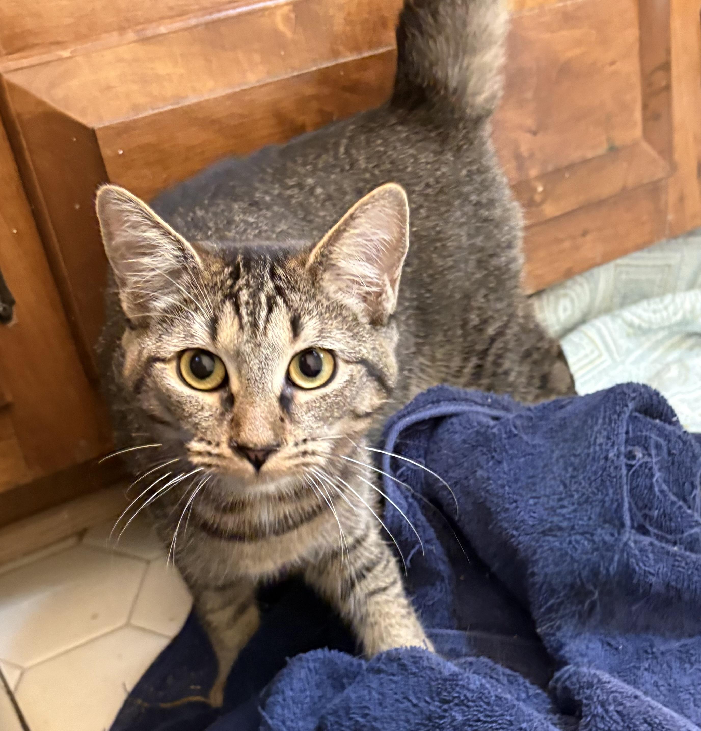 Ashley, Adoptable, Kitten Female Domestic Short Hair.