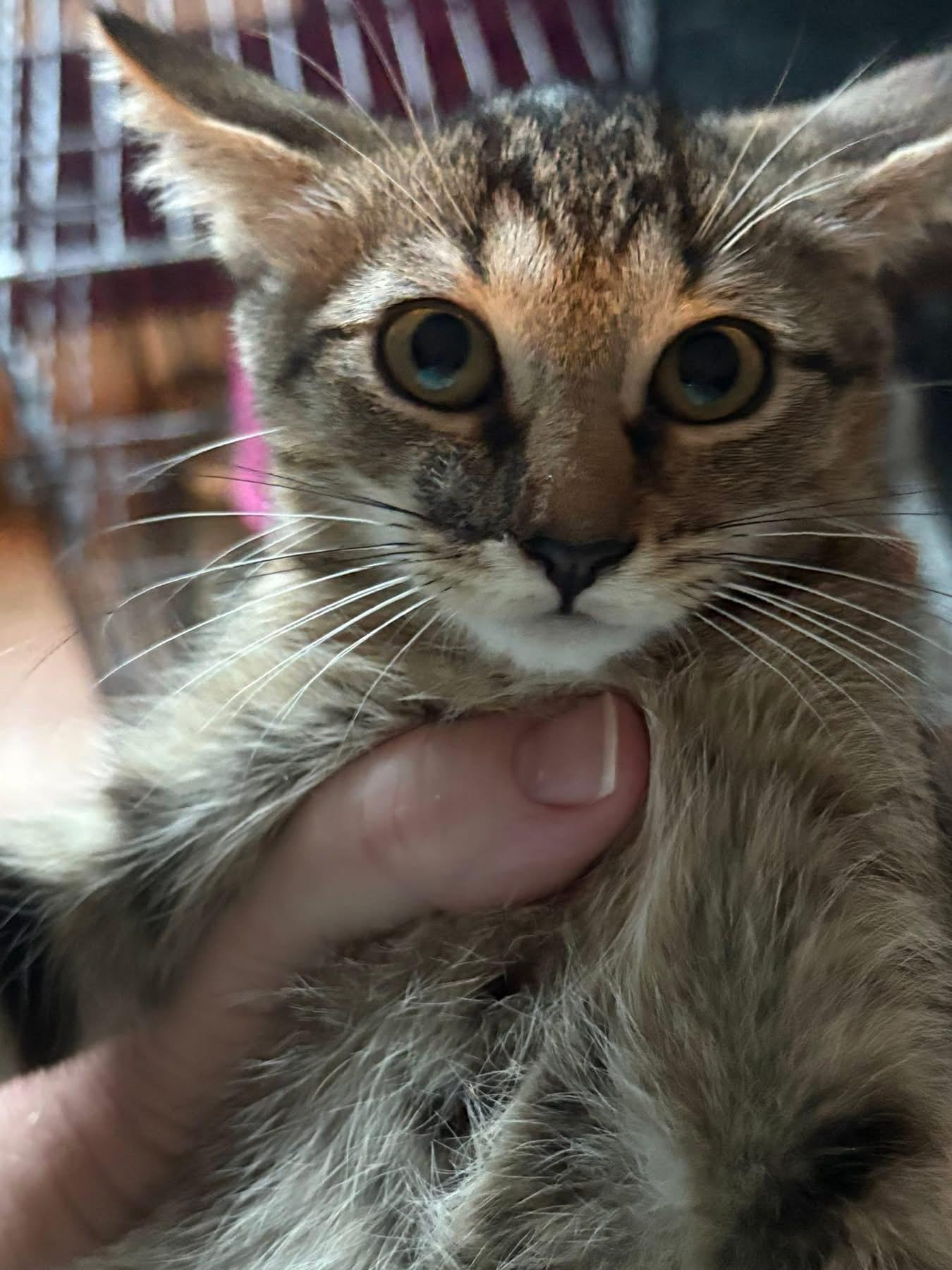 Enlarge Ashley, a Adoptable Domestic Short Hair in Richmond, VA image 2/3