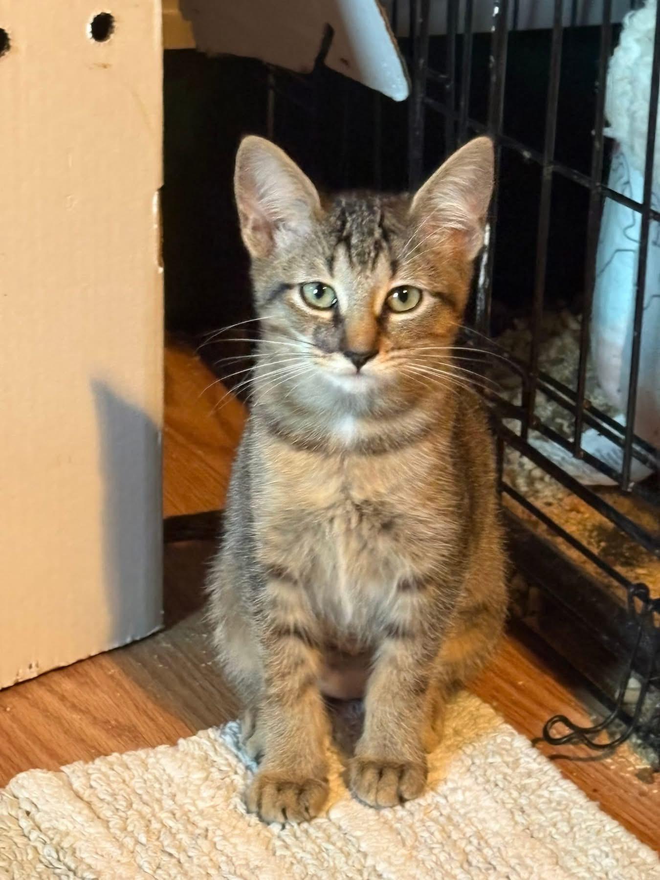 Enlarge Ashley, a Adoptable Domestic Short Hair in Richmond, VA image 3/3