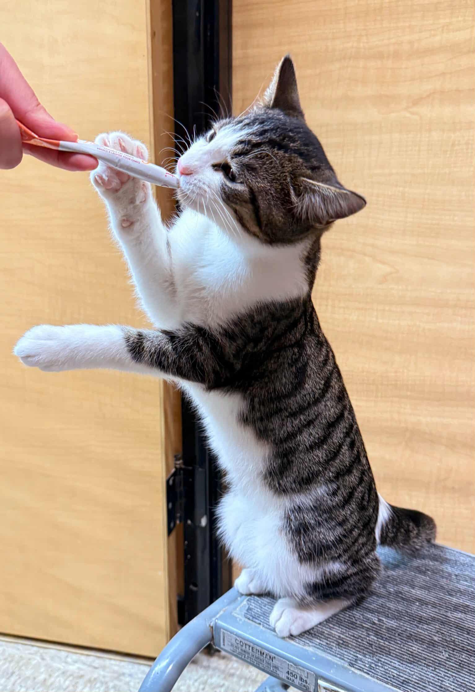 Enlarge Patsy, a Adoptable mixed breed in Keswick, ON image 3/4