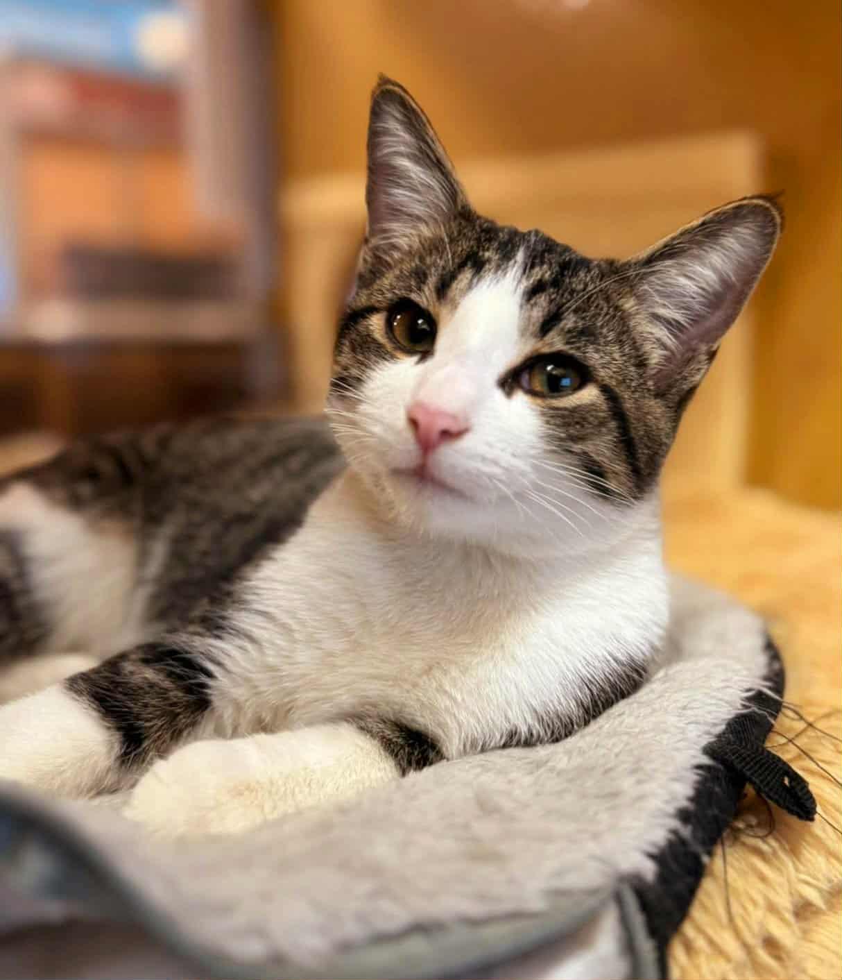 Patsy, Adoptable, Young Female Domestic Short Hair & Tabby.