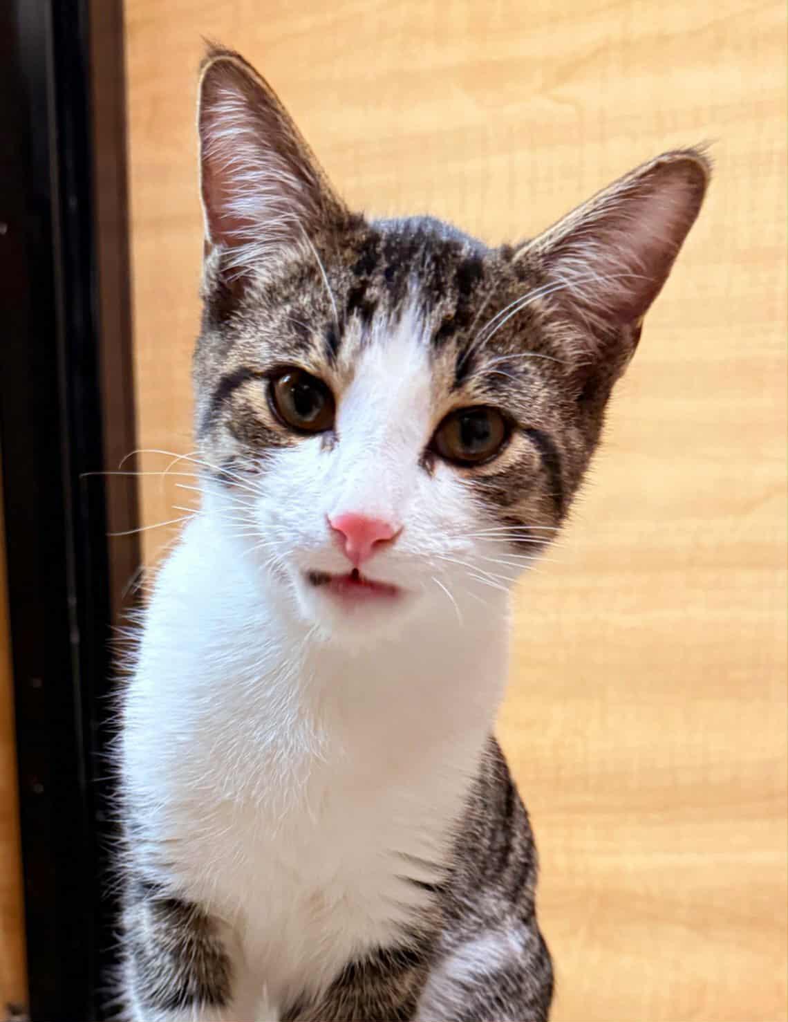 Enlarge Patsy, a Adoptable mixed breed in Keswick, ON image 4/4