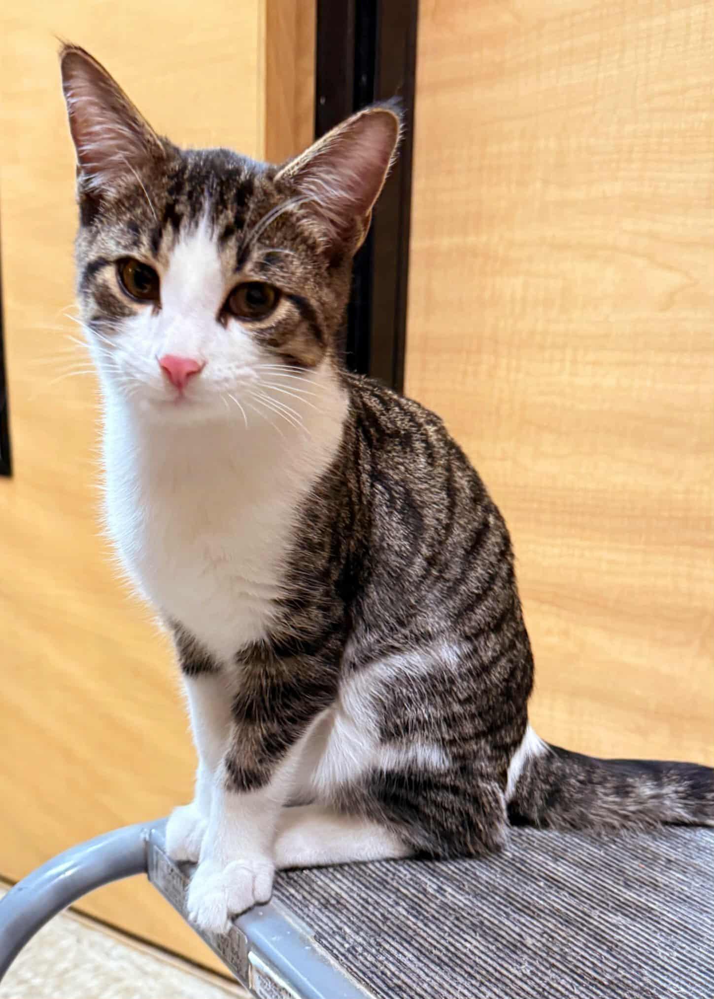 Enlarge Patsy, a Adoptable mixed breed in Keswick, ON image 2/4