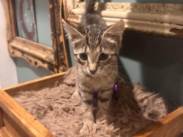 Enlarge Huey, a Adoptable Domestic Short Hair in Wilmington, NC image 1/2