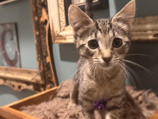 Huey, Adoptable, Kitten Male Domestic Short Hair.