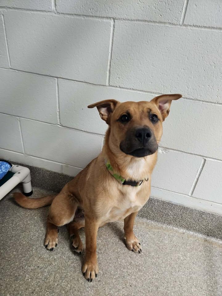 Xyla, ADOPTABLE, Puppy Female Pit Bull Terrier.