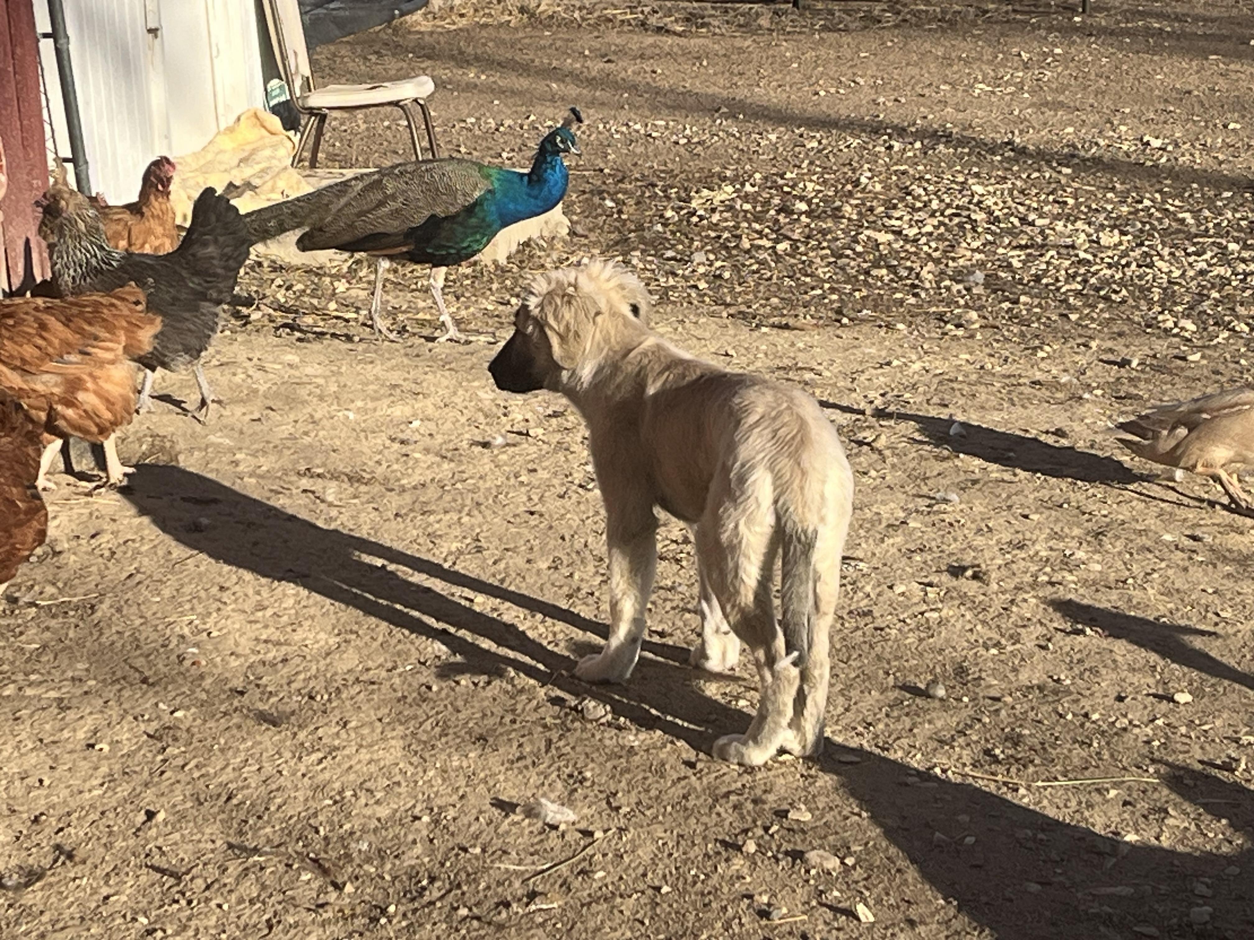 Enlarge Muppet, a ADOPTABLE mixed breed in Longmont, CO image 1/2