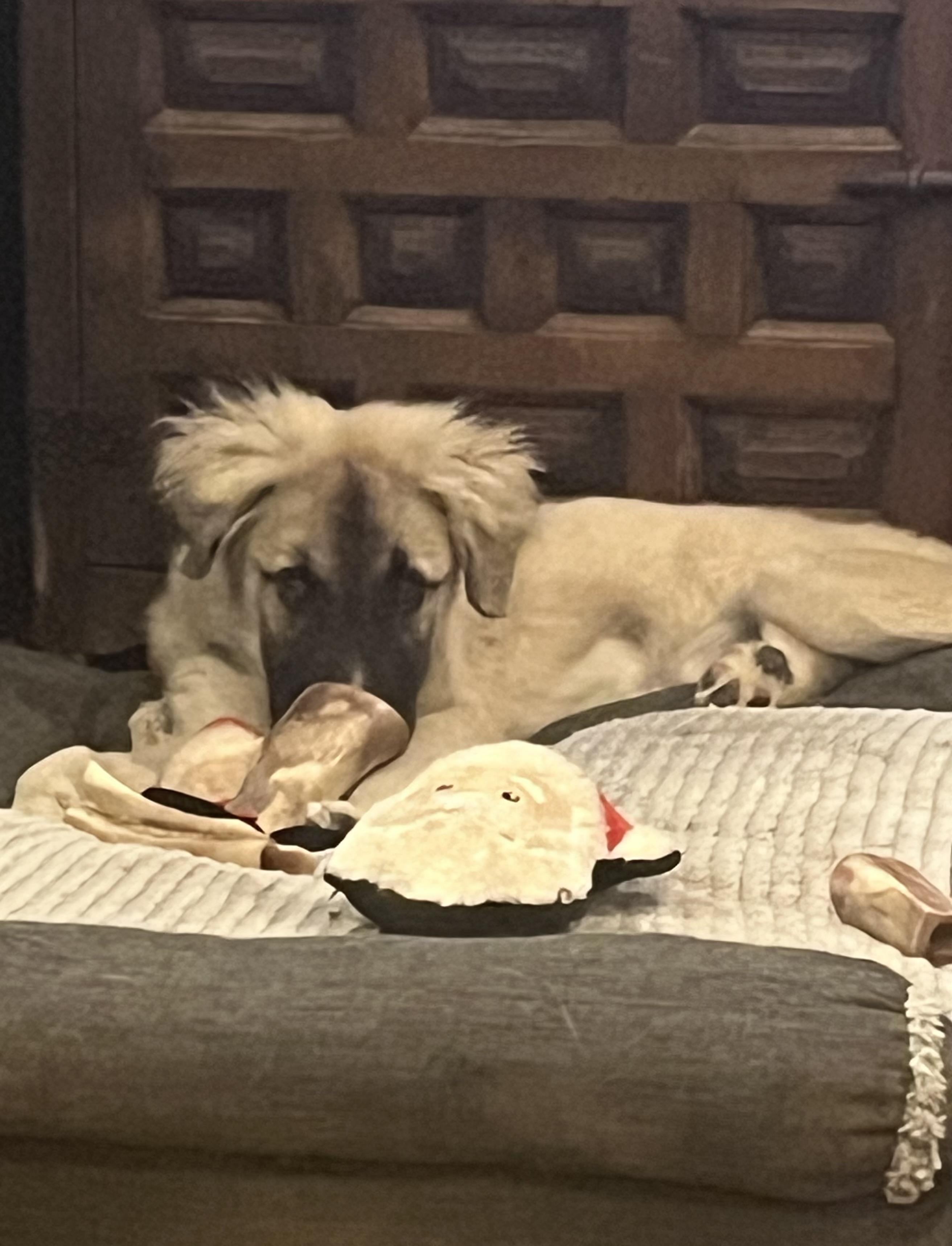 Enlarge Muppet, a ADOPTABLE mixed breed in Longmont, CO image 2/2