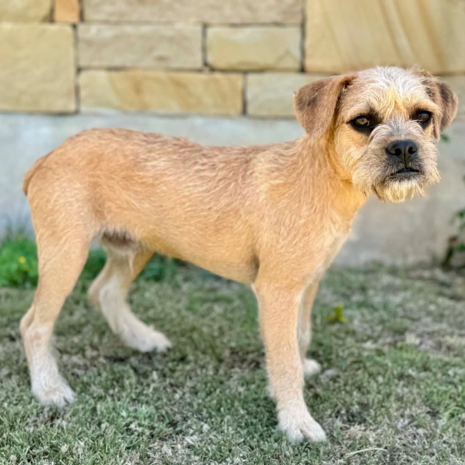 Enlarge Billy, an adopted mixed breed in Thornhill, ON image 2/2