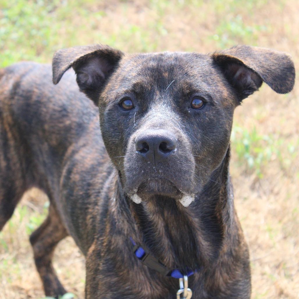Teddy Bear, Adoptable, Adult Male Pit Bull Terrier & Mixed Breed.