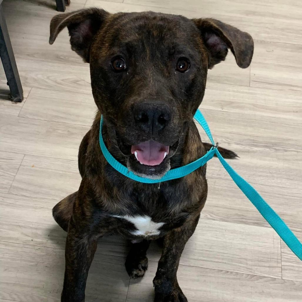 Enlarge Teddy Bear, a Adoptable mixed breed in Cleveland, MS image 2/2