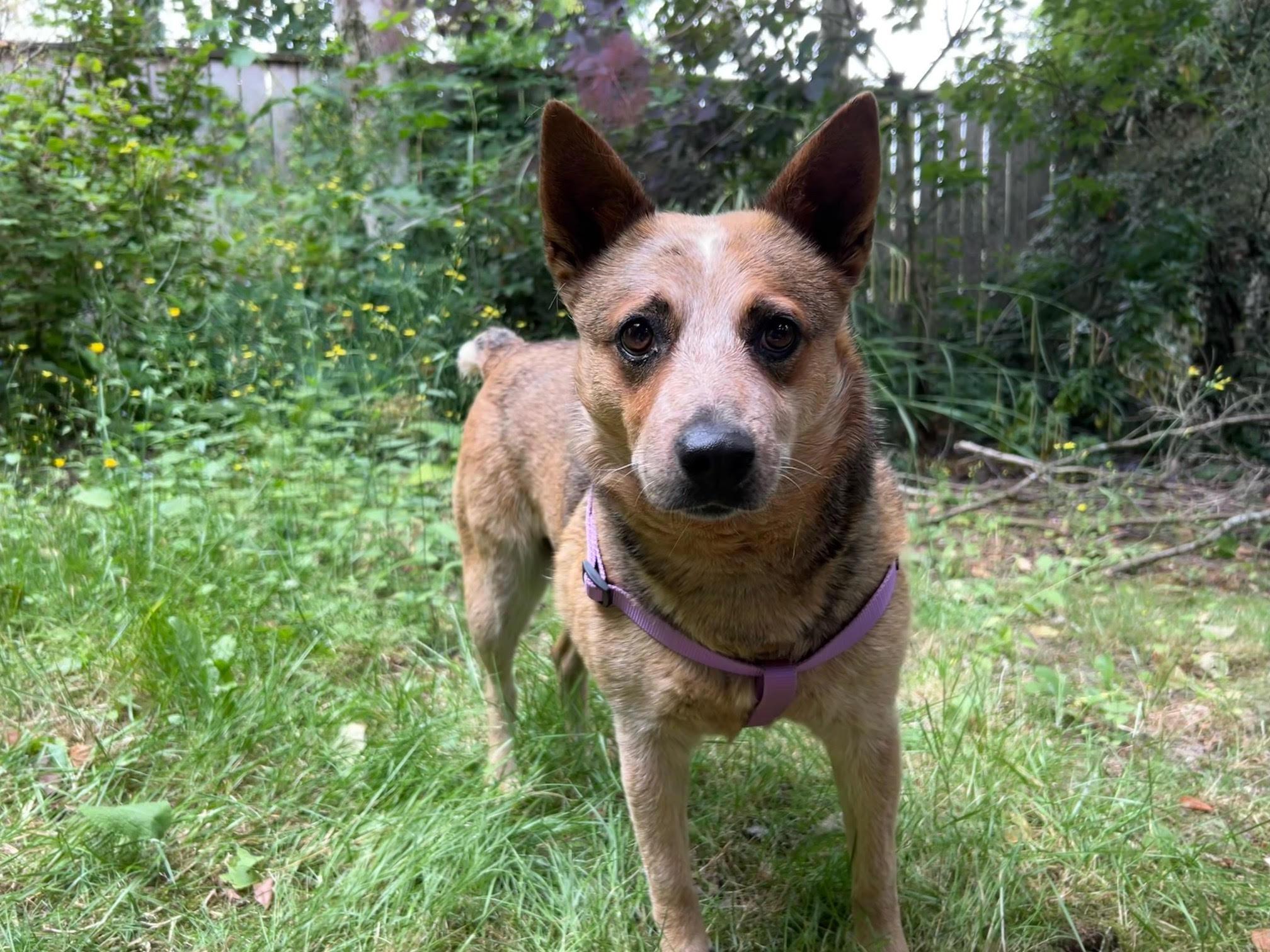 French Press Cattle Dog Dog