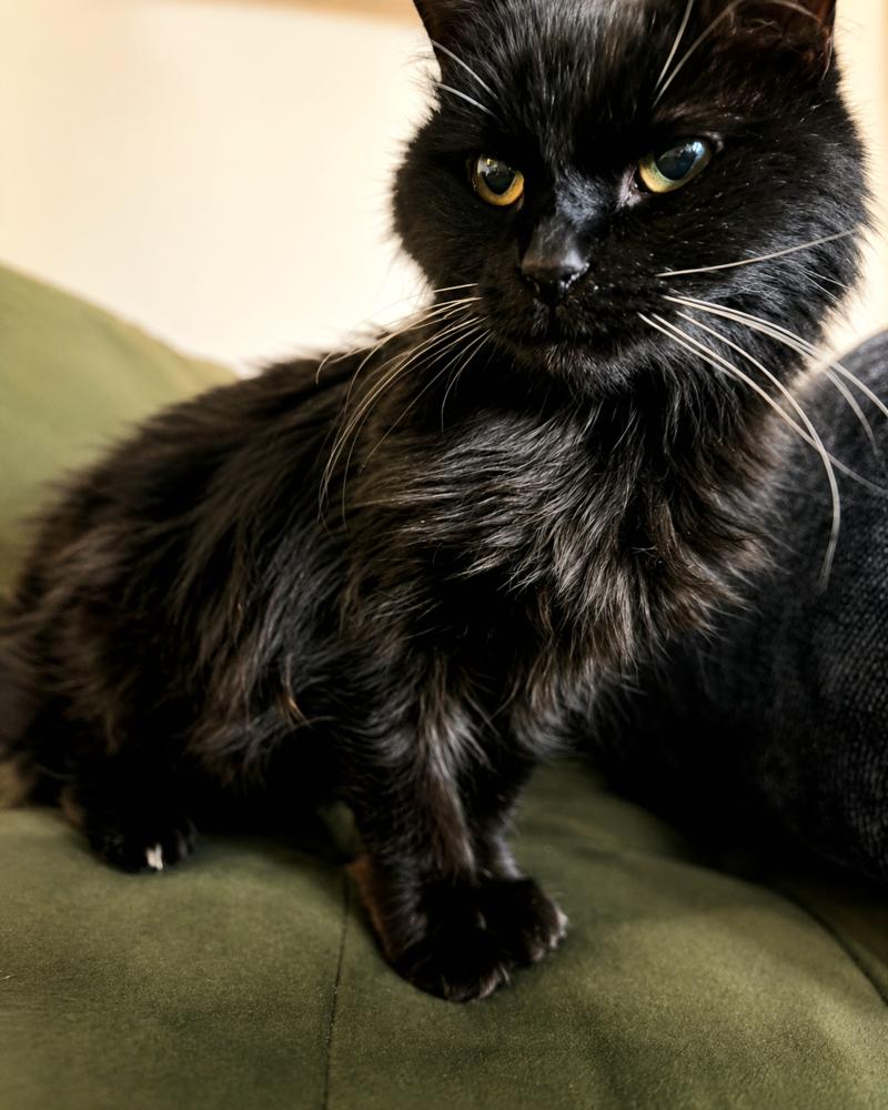 Sissy, Adoptable, Adult Female Domestic Long Hair.