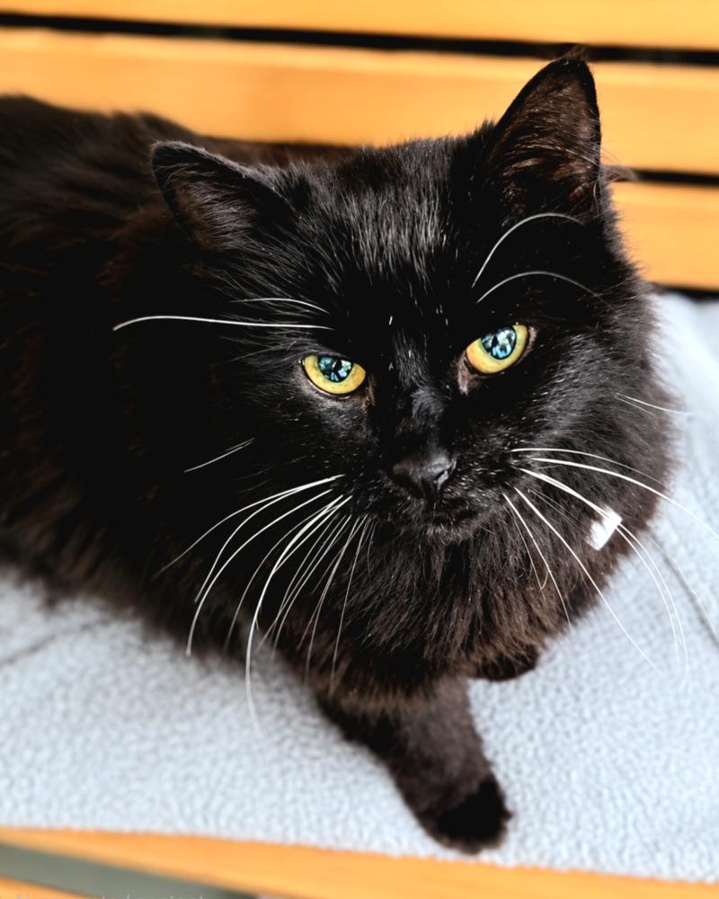 Sissy, a Adoptable mixed breed in Lafayette, CO image 3/6