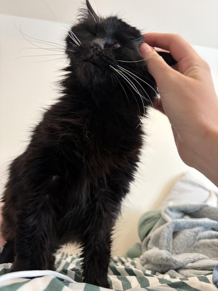 Sissy, a Adoptable mixed breed in Lafayette, CO image 4/6