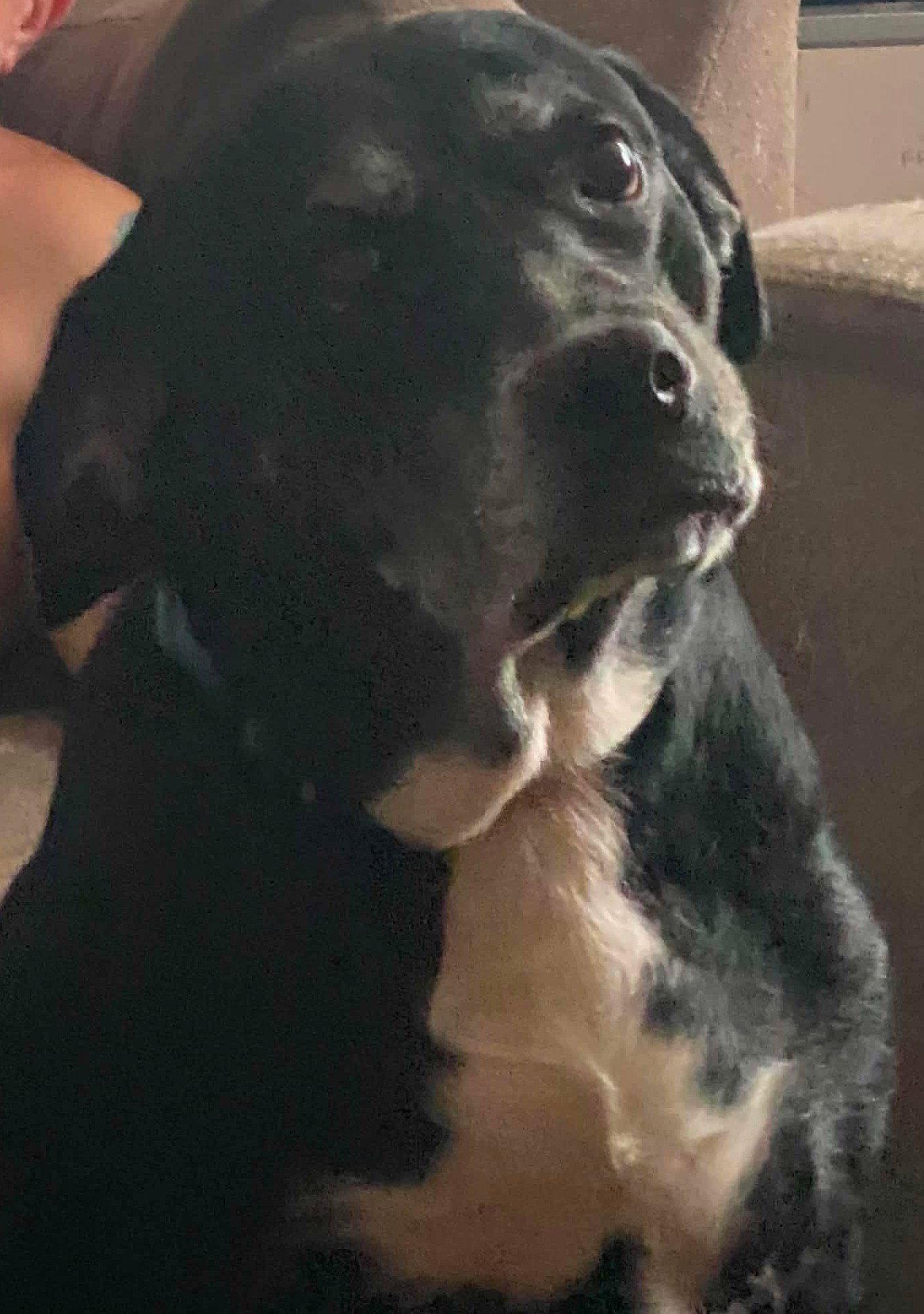 Zoey, Adoptable, Adult Female Labrador Retriever & Australian Cattle Dog / Blue Heeler.