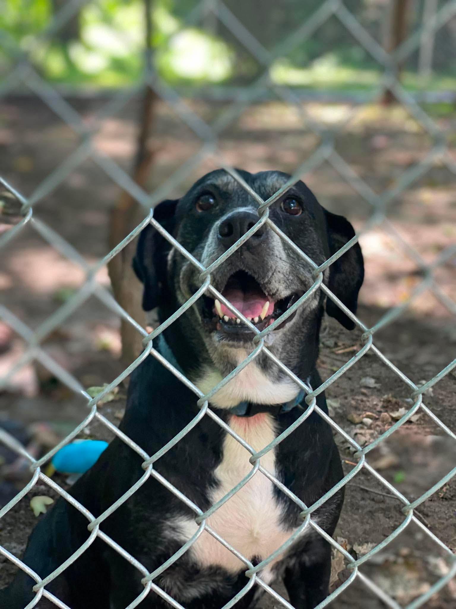 Enlarge Zoey, a Adoptable mixed breed in Lewistown, PA image 2/2