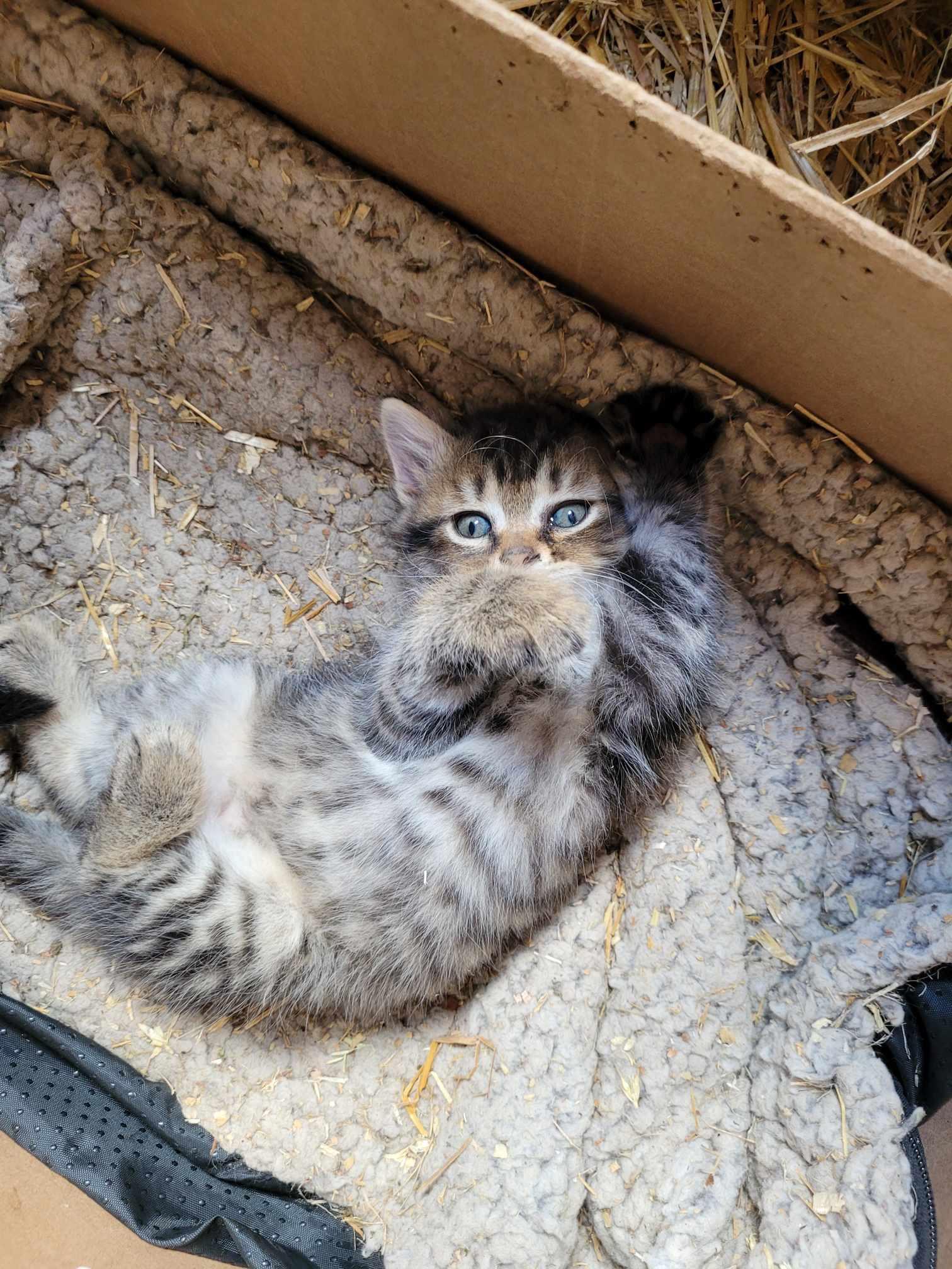 Chatonne, a Adopted Domestic Short Hair in Saint-Hyacinthe, QC image 1/2