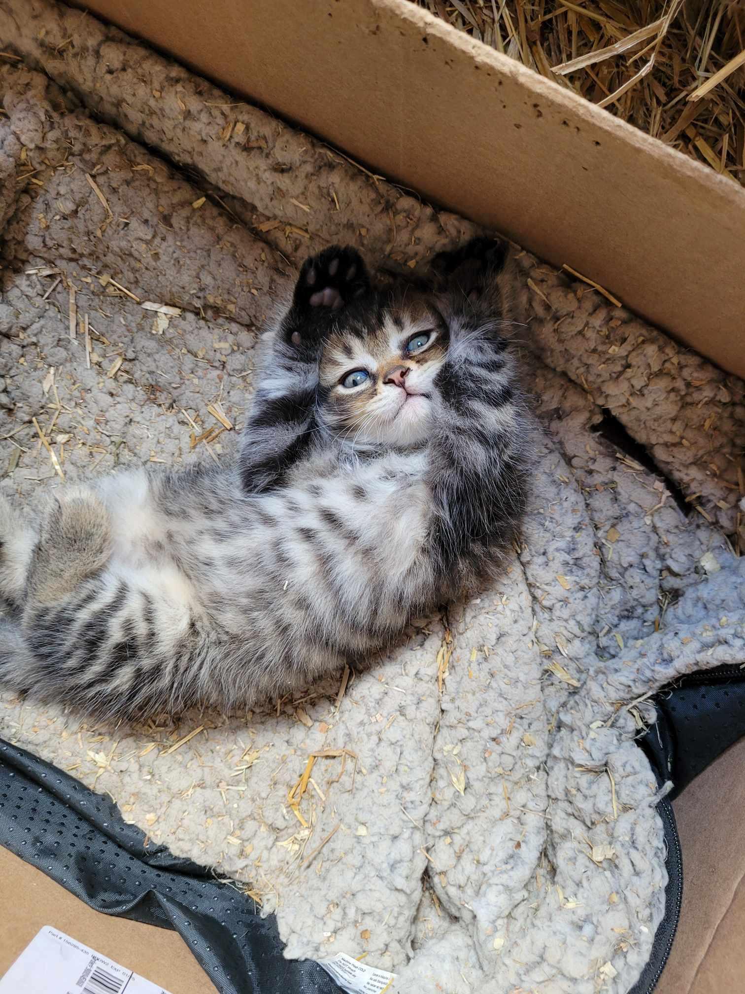 Chatonne, a Adopted Domestic Short Hair in Saint-Hyacinthe, QC image 2/2