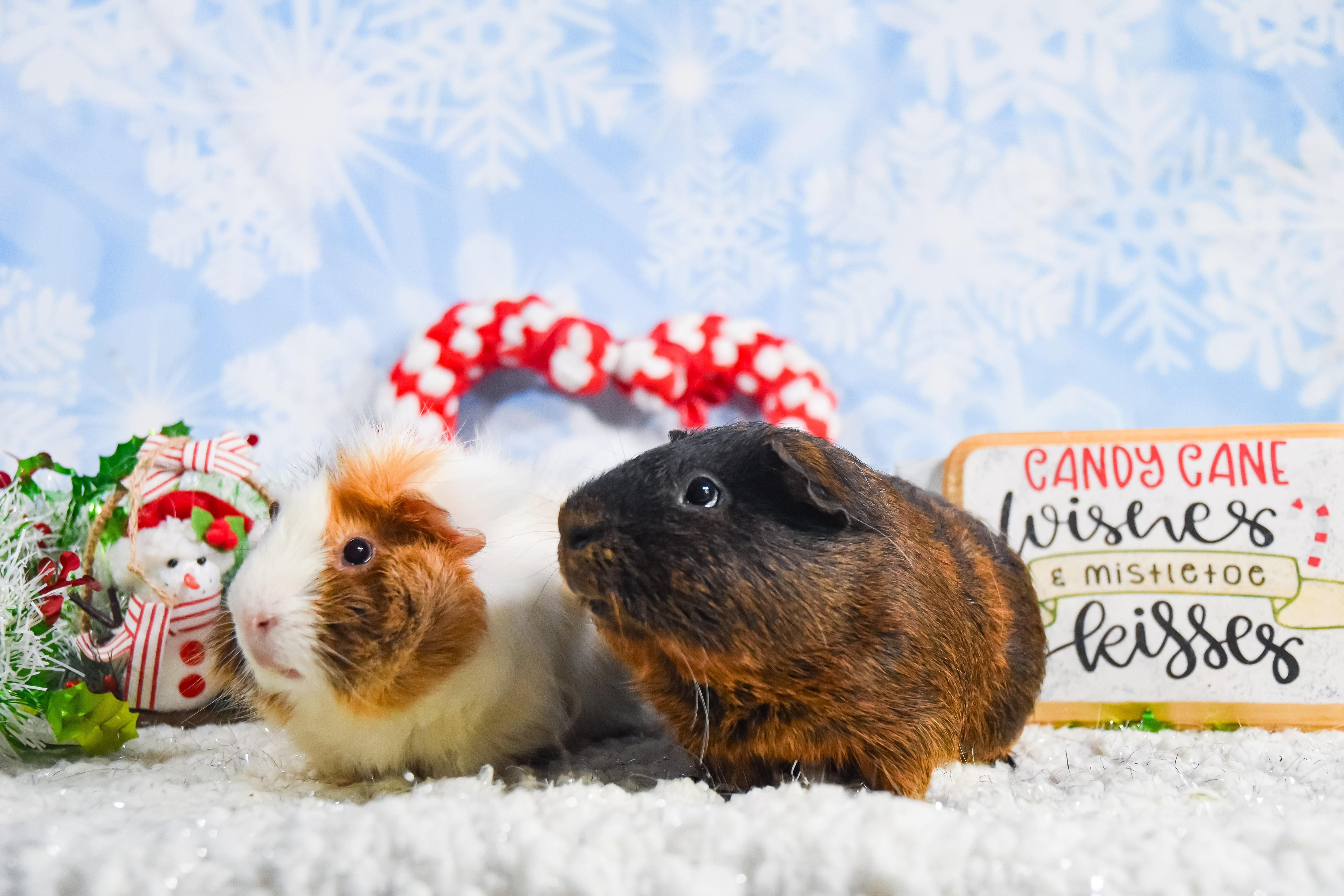 Chuck and Charlie, Adoptable, Adult Male Abyssinian.