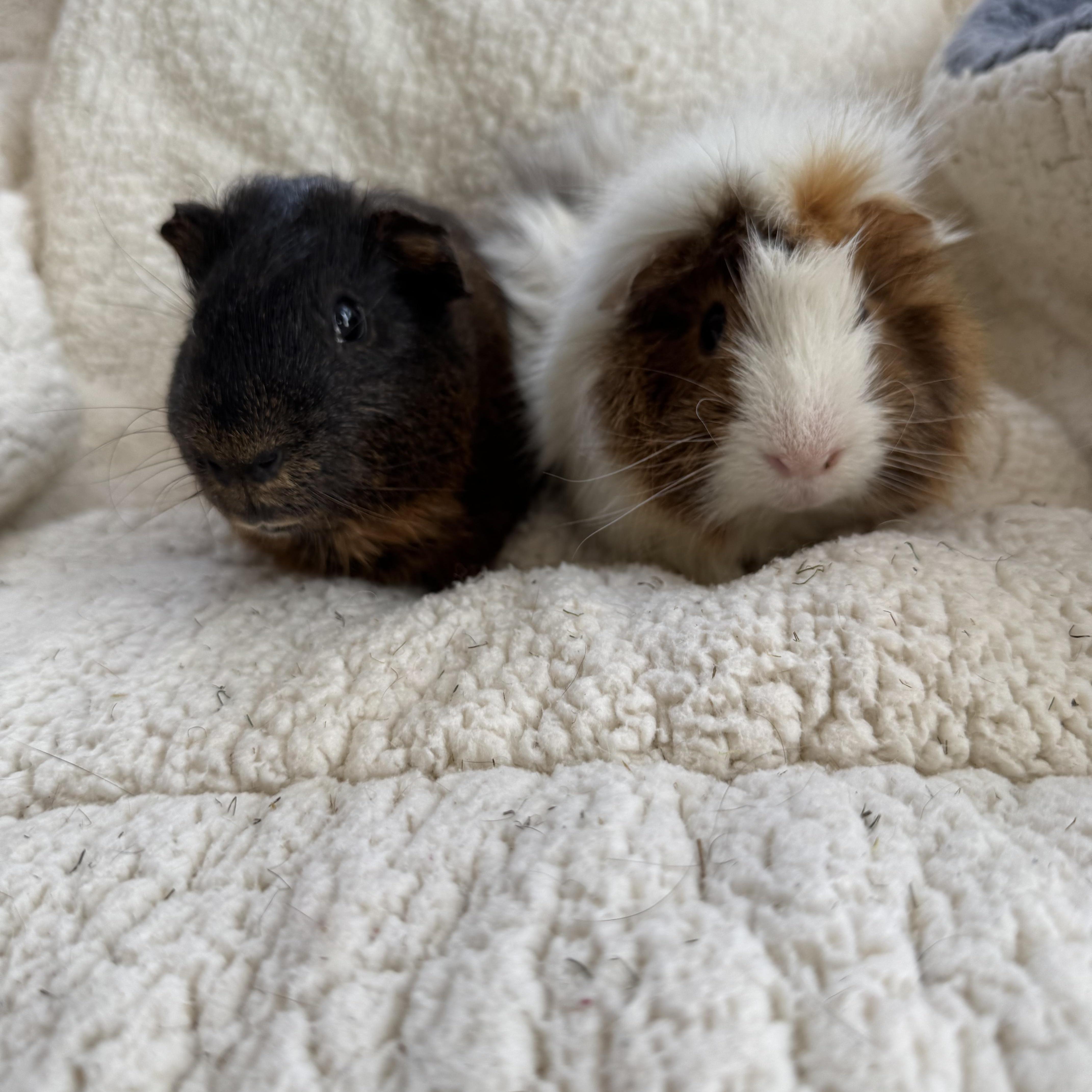Enlarge Chuck and Charlie, a Adoptable Abyssinian in Walnut Grove, CA image 2/2