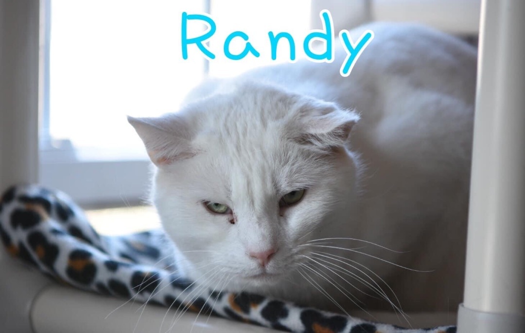 Enlarge Randy, a Adoptable Domestic Short Hair in Little Falls, NY image 7/7