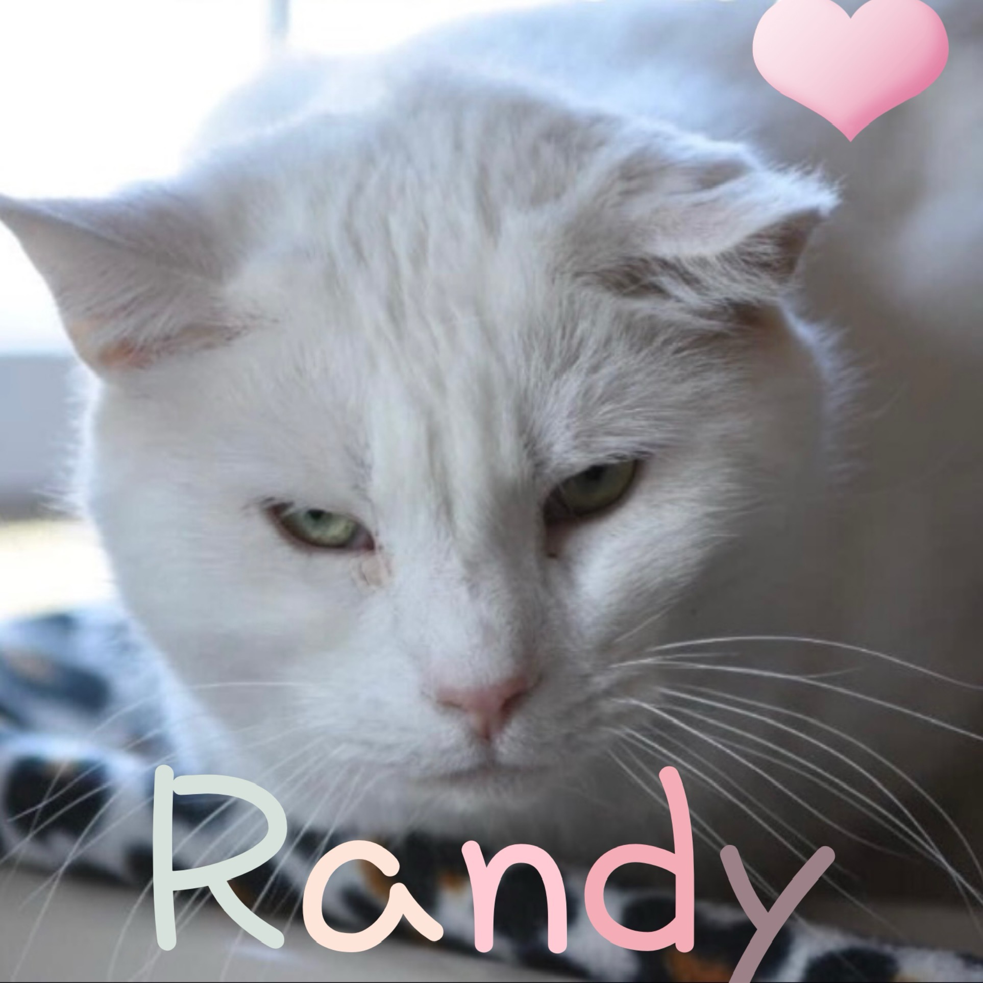 Enlarge Randy, a Adoptable Domestic Short Hair in Little Falls, NY image 1/7