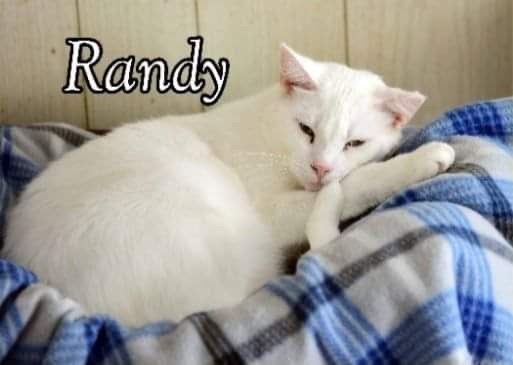 Enlarge Randy, a Adoptable Domestic Short Hair in Little Falls, NY image 5/7