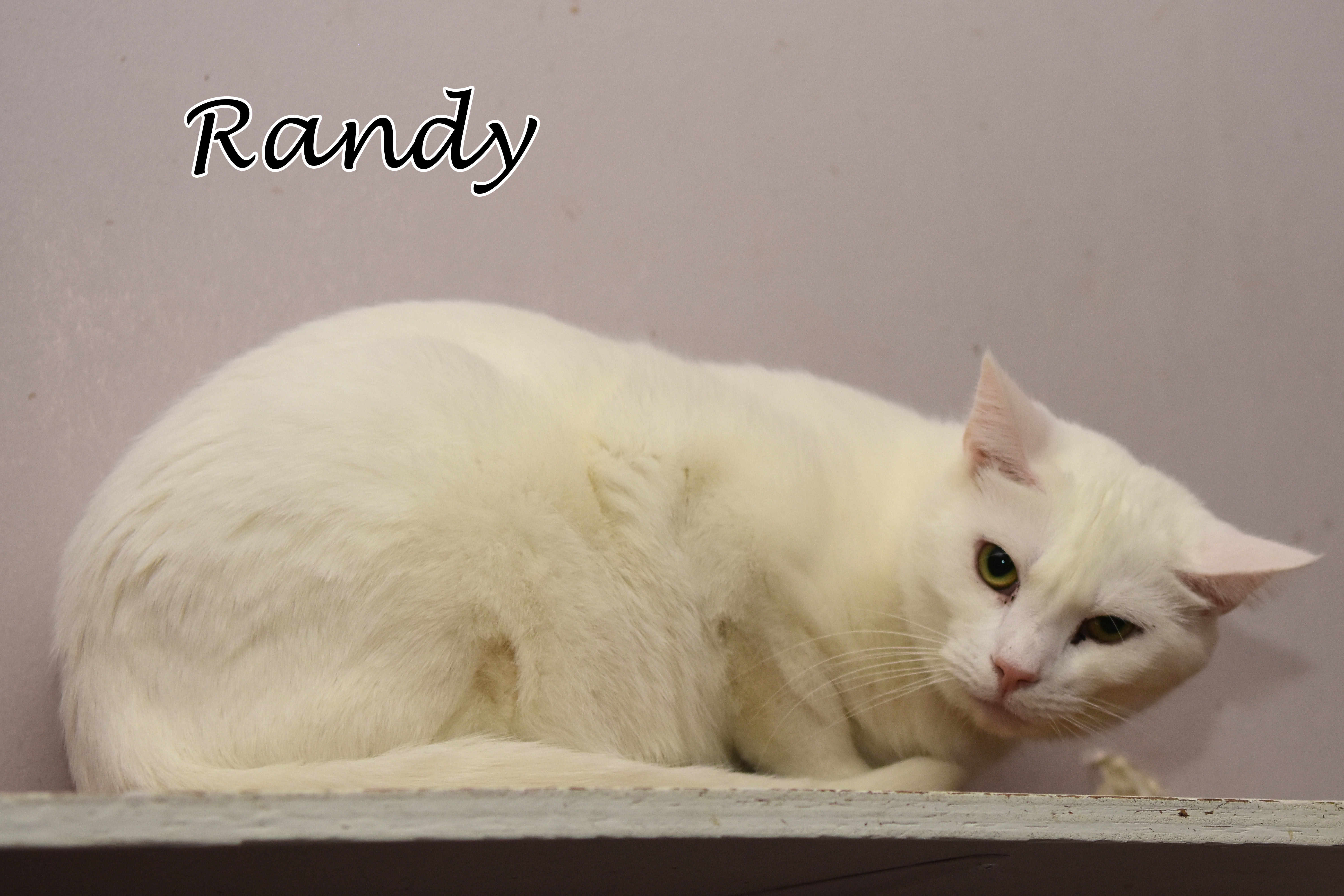 Enlarge Randy, a Adoptable Domestic Short Hair in Little Falls, NY image 6/7