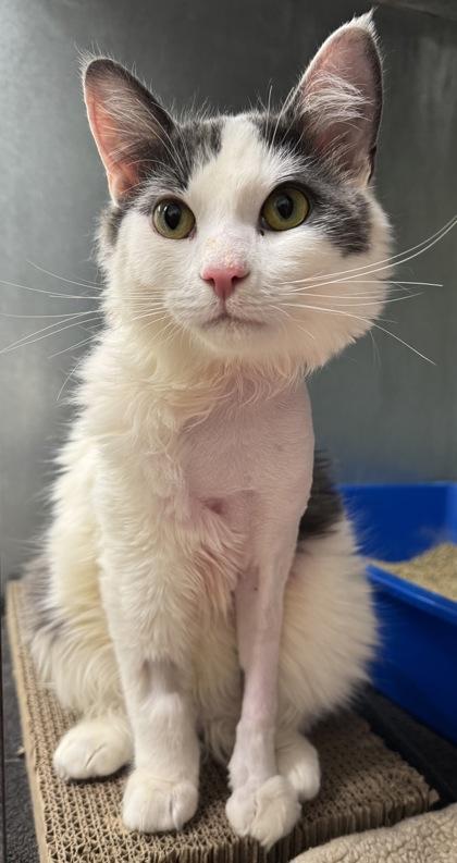 Enlarge Jasper, a Adoptable mixed breed in Erin, ON image 1/1