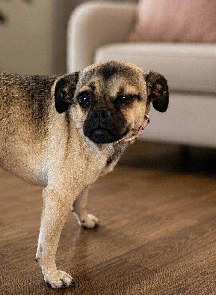 Polliwog (f), Adopted, Young Female Pug & Chihuahua.