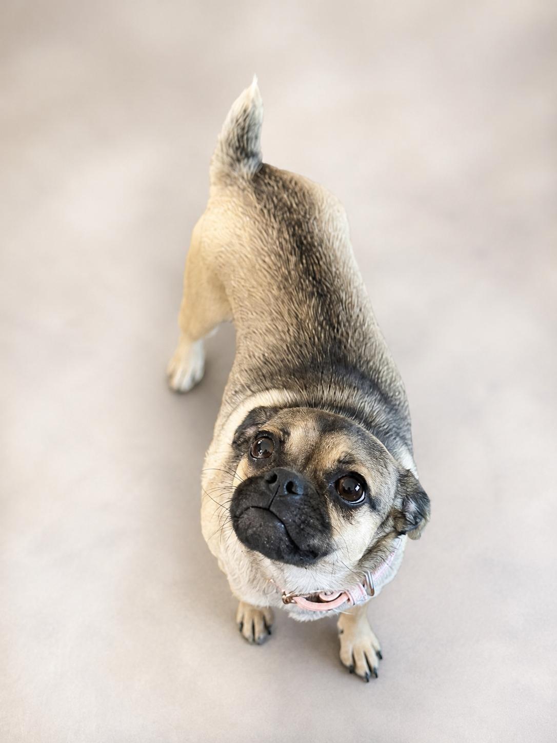Enlarge Polliwog (f), a Adopted mixed breed in Nashville, TN image 2/3