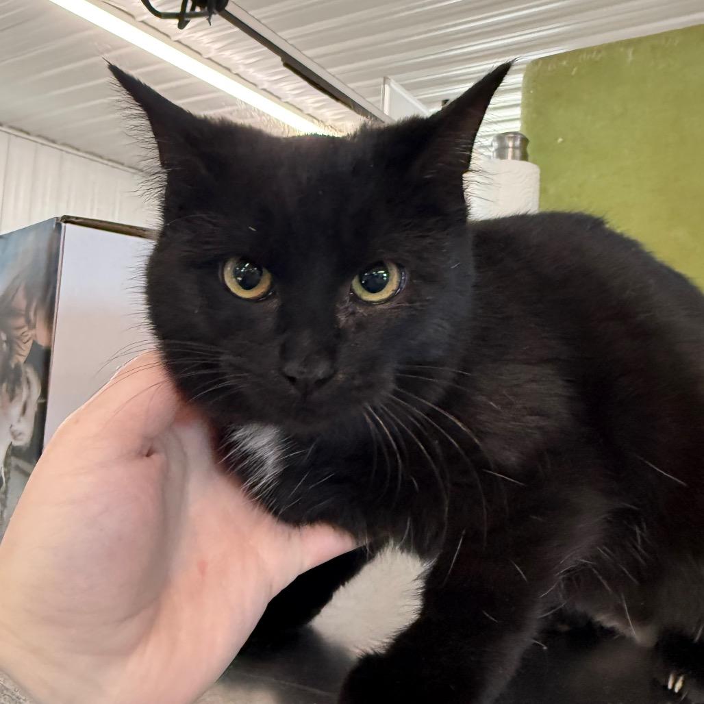 Fajita, Adoptable, Kitten Female Domestic Short Hair.